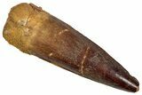 Fossil Spinosaurus Tooth - Real Dinosaur Tooth #356796-1